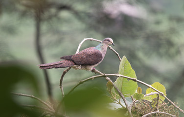 Fototapeta premium Barred Cuckoo Dove