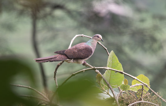 Barred Cuckoo Dove