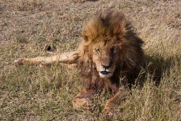 Löwe - Panthera leo