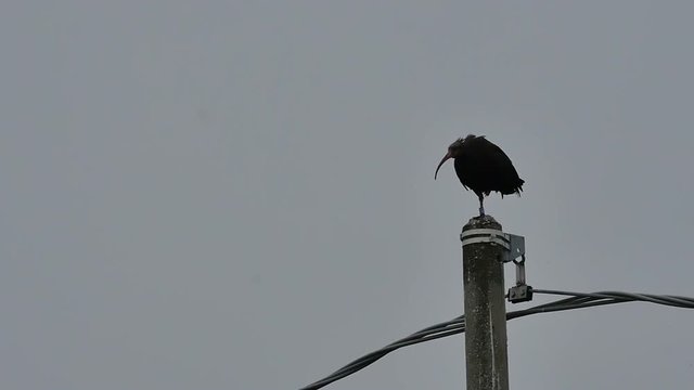 Bird takeoff pole slow motion Ibis Waldrapp Northern Bald Ibis Hermit Ibis Geronticus eremita