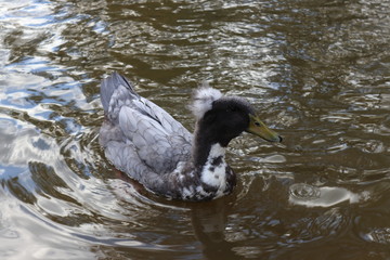 Black duck on the water