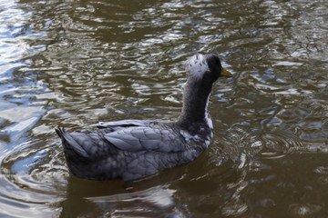 Black duck on the water