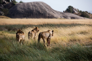Löwe - Panthera leo