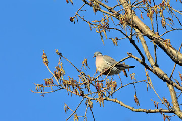 Wood pigeon sitting on a tree branch