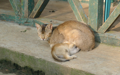 Fototapeta premium Intimate moments between the cat and the kitten