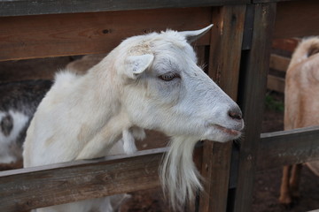Obraz premium Goat in the park