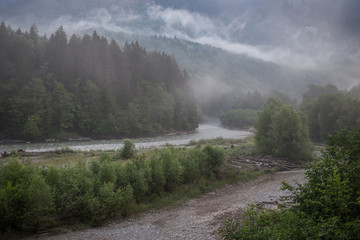 Rapid mountain river and a forest covered with fog