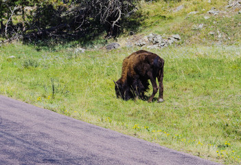 Amerikanischer Bison Büffel im National Park am grasen