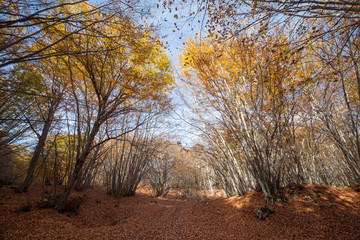 Obraz premium View of S.Antonio wood