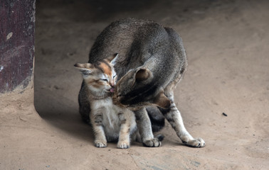Fototapeta premium Intimate moments between the cat and the kitten