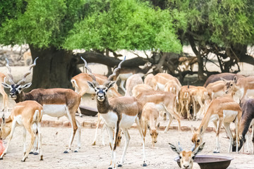 Blackbuck in Safari Park, Bahawalpur, Pakistan