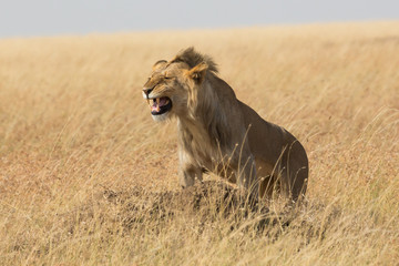 Löwe - Panthera leo