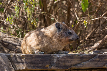 Klippschliefer oder Klippdachs (Procavia capensis)