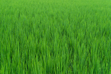 Beautiful  green rice field paddy for background