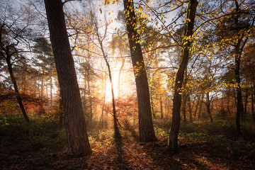 Fototapeta na wymiar Sonnendurchfluteter Wald im Herbst