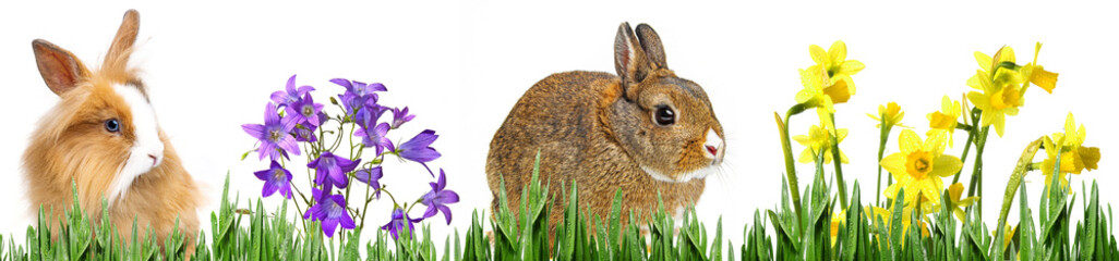 little baby rabbits sitting on graa -  a white background