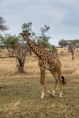 Naklejka na ściany i meble Giraffe (Giraffa)