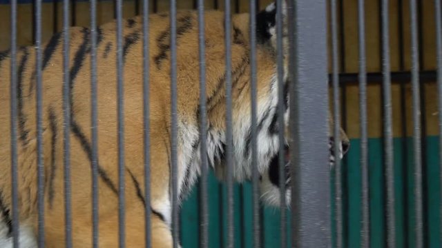 malnyan tiger face, caged animal, cruel captivity in a circus zoo