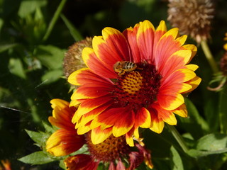 Summer flower with insect in farm garden ... :-)