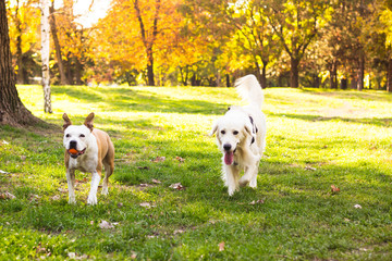 Dogs running in the city park