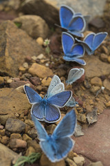 butterflys