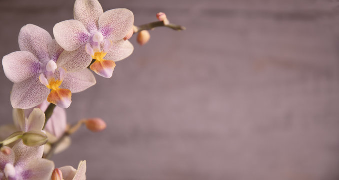 Orchidee, Orchideenbl&uuml;ten