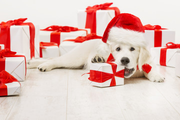 New Year Dog with Present Gift, Funny Christmas White Retriever in Santa Red Hat chewing Box
