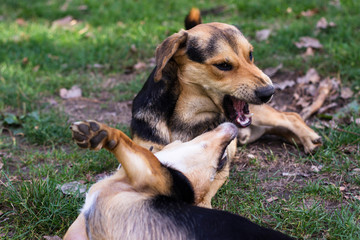 Conflict between dogs