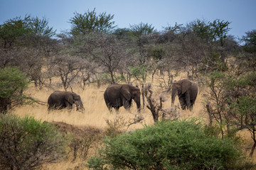 Fototapeta premium Elefant - Loxodonta africana