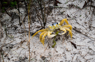 Crab grazing on a mantis