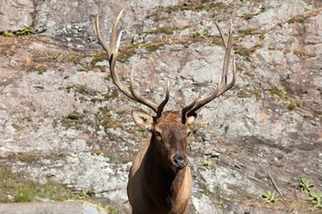 Wapiti