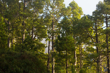 Pine forest, lush green trees. Sustainable clear ecosystem. Pinus canariensis, Canary Islands, Tenerife