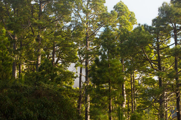 Fototapeta premium Pine forest, lush green trees. Sustainable clear ecosystem. Pinus canariensis, Canary Islands, Tenerife