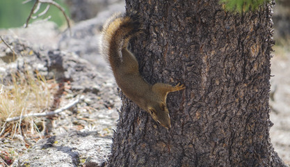 squirrel eats nuts from a bird dumpling