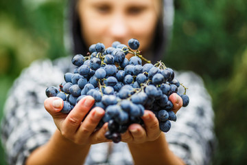 girl holding and offering a bunch of ripe grapes