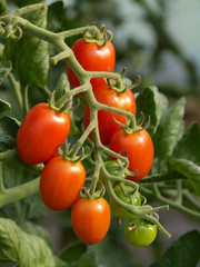 Healthy BIO tomatoes in farm landhouse glasshouse garden ... :-)