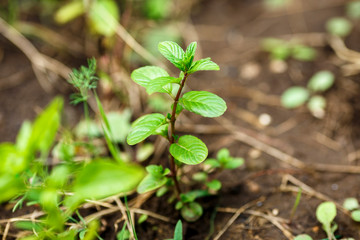 mint growing in the garden