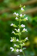 Fototapeta premium Closeup of Lesser Calamint (Clinopodium nepeta, syn. Calamintha nepeta) II