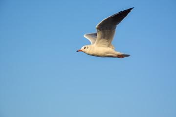 Seagull in flight isolated on blue background