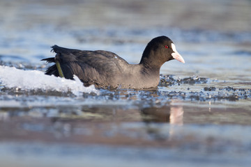 Obraz premium Blässhuhn neben Eisschollen