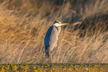 graureiher am morgen