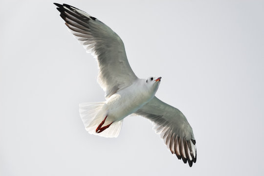 Seagull in flight isolated on white background, bottom view