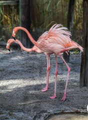 Pink Flamingos in Tropical Setting