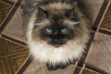 A blue eyed cat looking at you.
