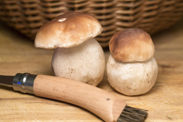 The white autumn Boletus 