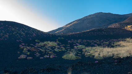 SICILY, CATANIA, MOUNT ETNA, active volcano of Sicily, still erupting, with its iron colors and lunar environment, still gives chanche to some flowers to grow.