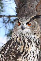 Portrait of an Eurasian eagle-owl