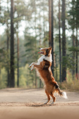 Dog border collie standing on its hind legs