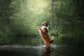 Abwaschbare Fototapete Hund Hund Border Collie steht im Wasser