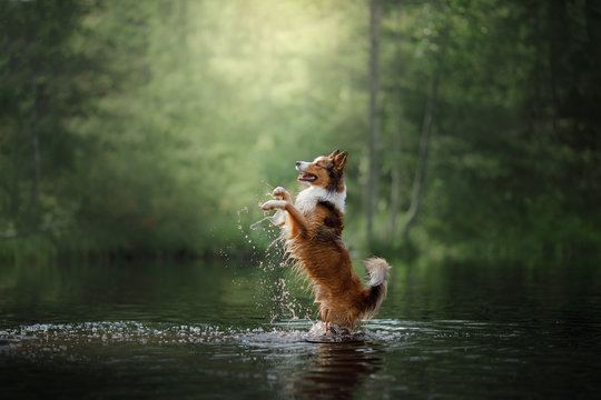 Dog border collie standing in the water